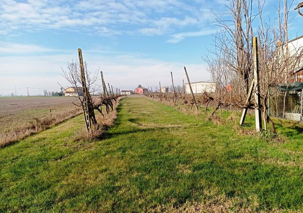 vigneto rudere a Coltaro