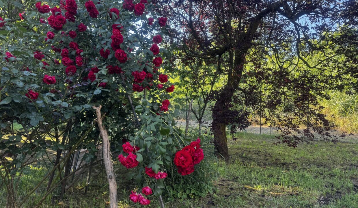 giardino casa ristrutturata con giardino Colorno campagna